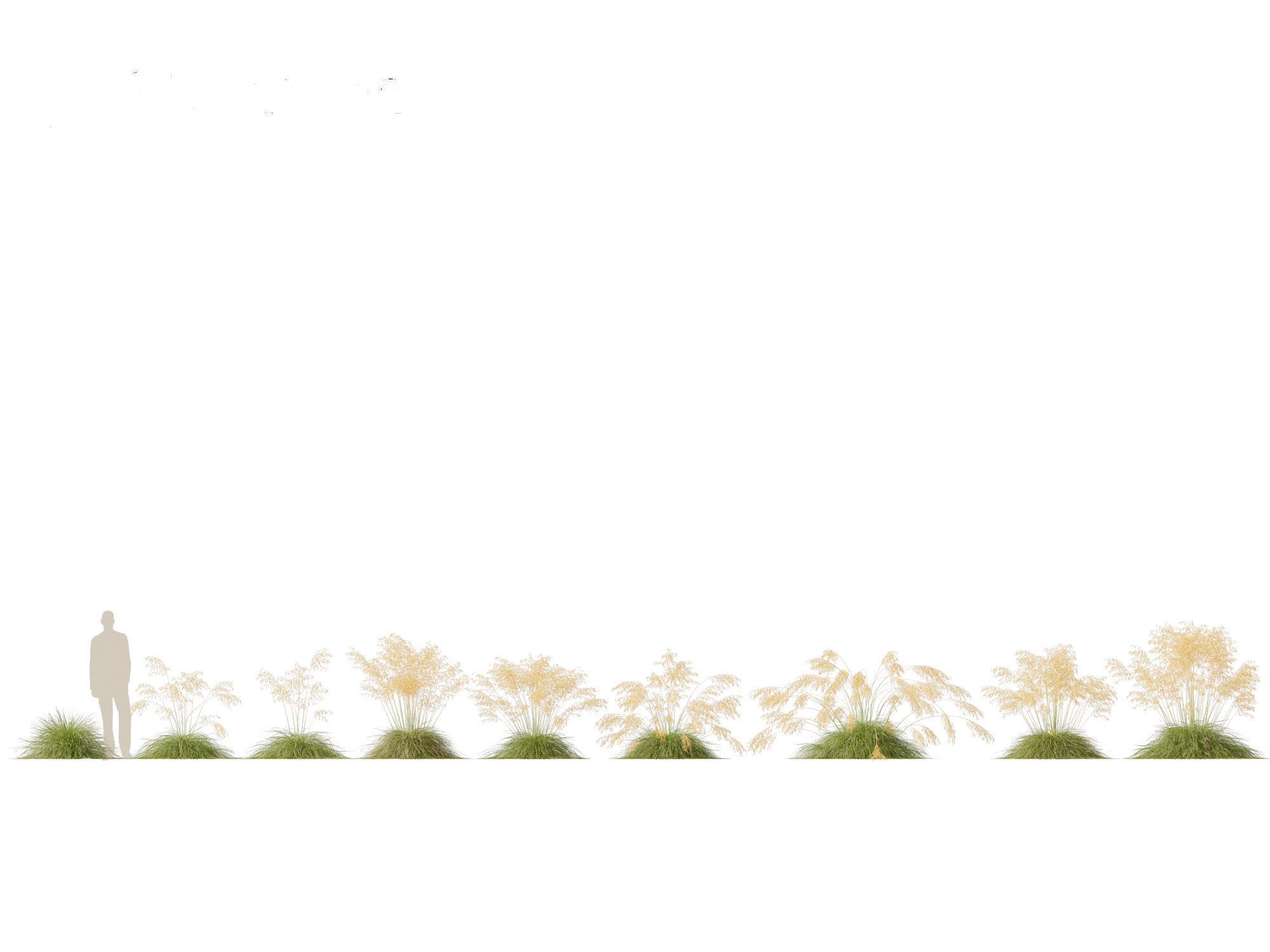 Stipa gigantea - Giant feather grass 01 3D model_1