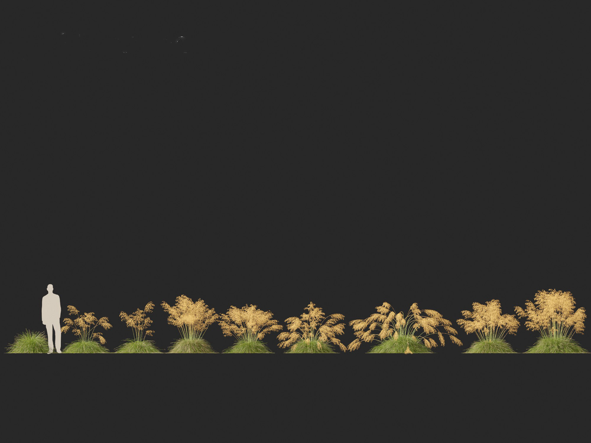 Stipa gigantea - Giant feather grass 01 3D model_2