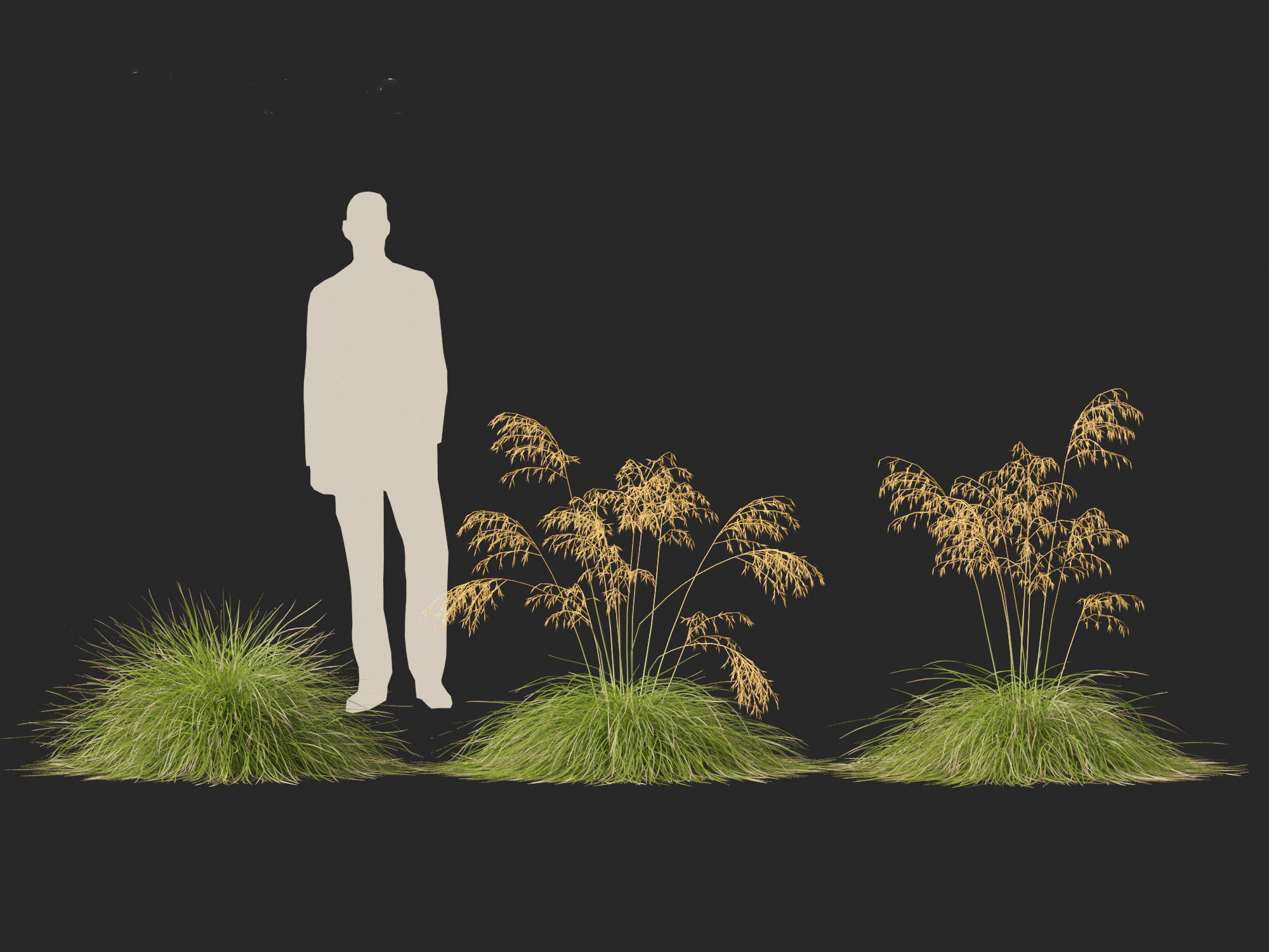 Stipa gigantea - Giant feather grass 01 3D model_4