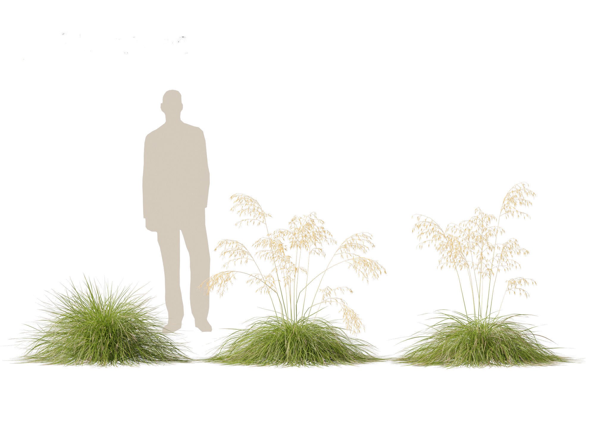 Stipa gigantea - Giant feather grass 01 3D model_3