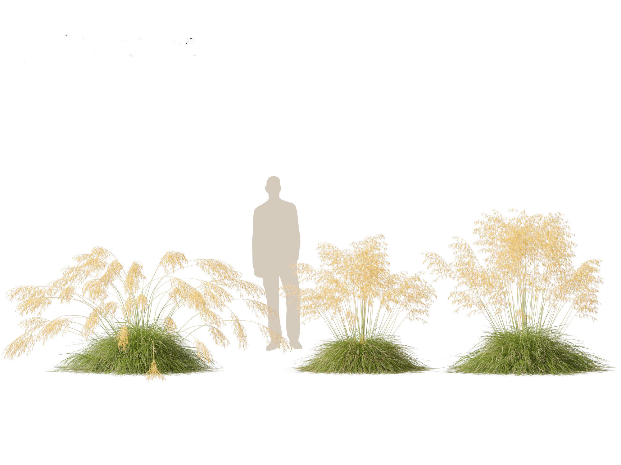 Stipa gigantea - Giant feather grass 01 3D model_7