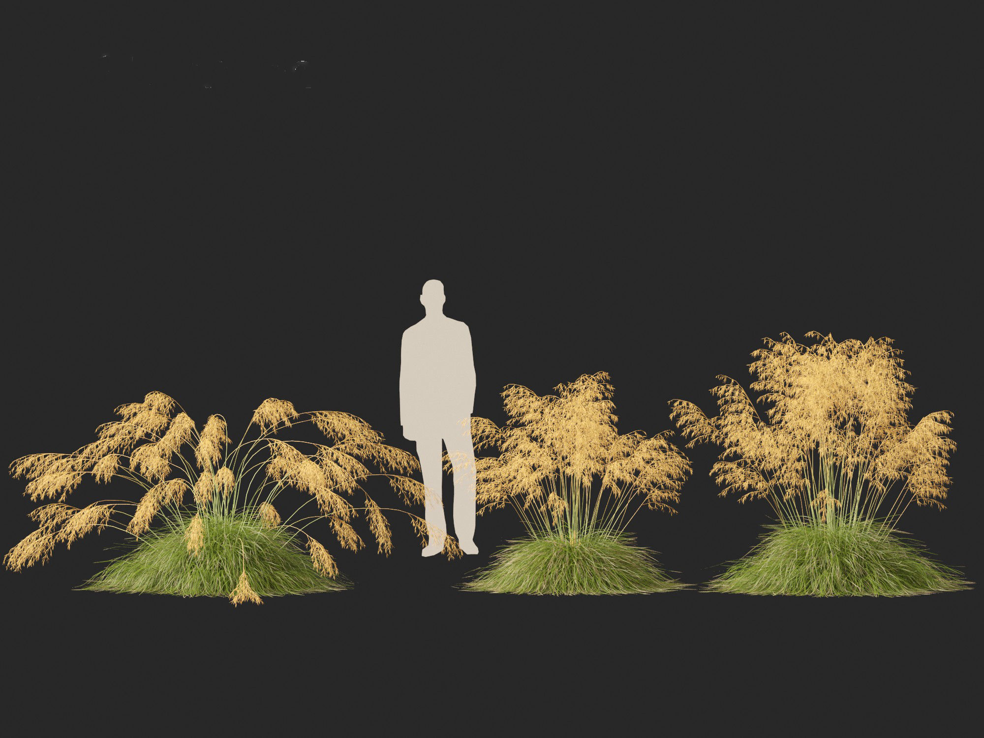 Stipa gigantea - Giant feather grass 01 3D model_8