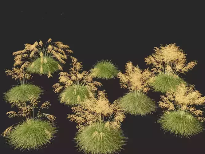 Stipa gigantea - Giant feather grass 01 3D model