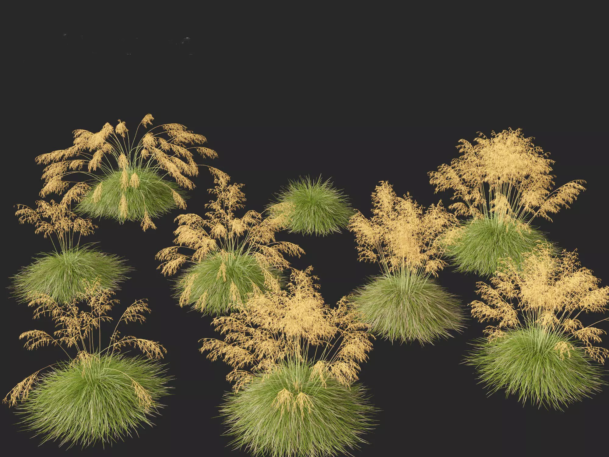 Stipa gigantea - Giant feather grass 01 3D model_0