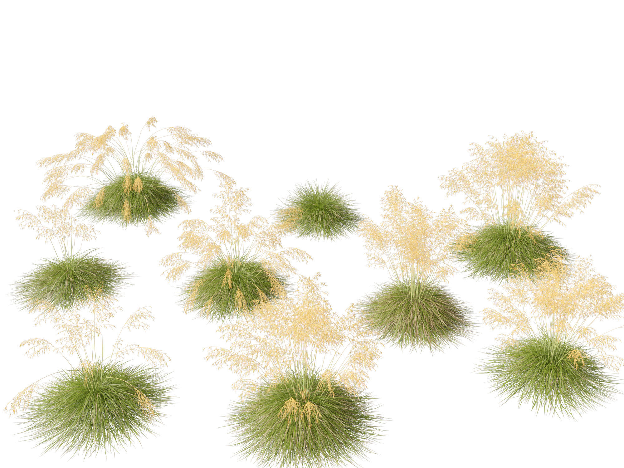 Stipa gigantea - Giant feather grass 01 3D model_9