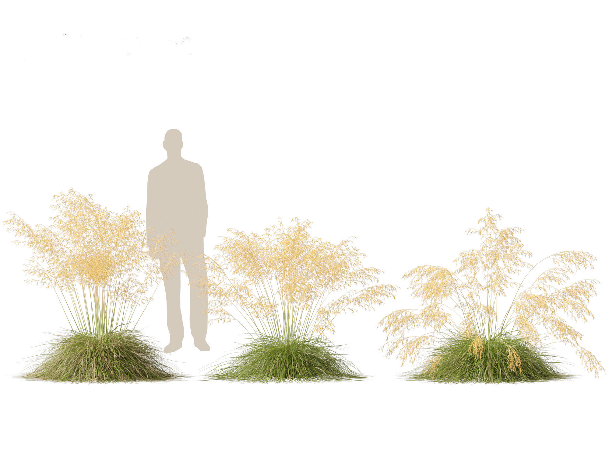 Stipa gigantea - Giant feather grass 01 3D model_5