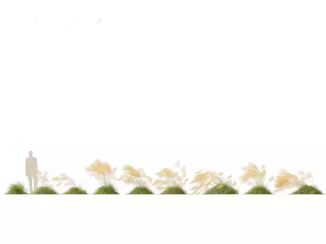 Stipa gigantea - Giant feather grass 02