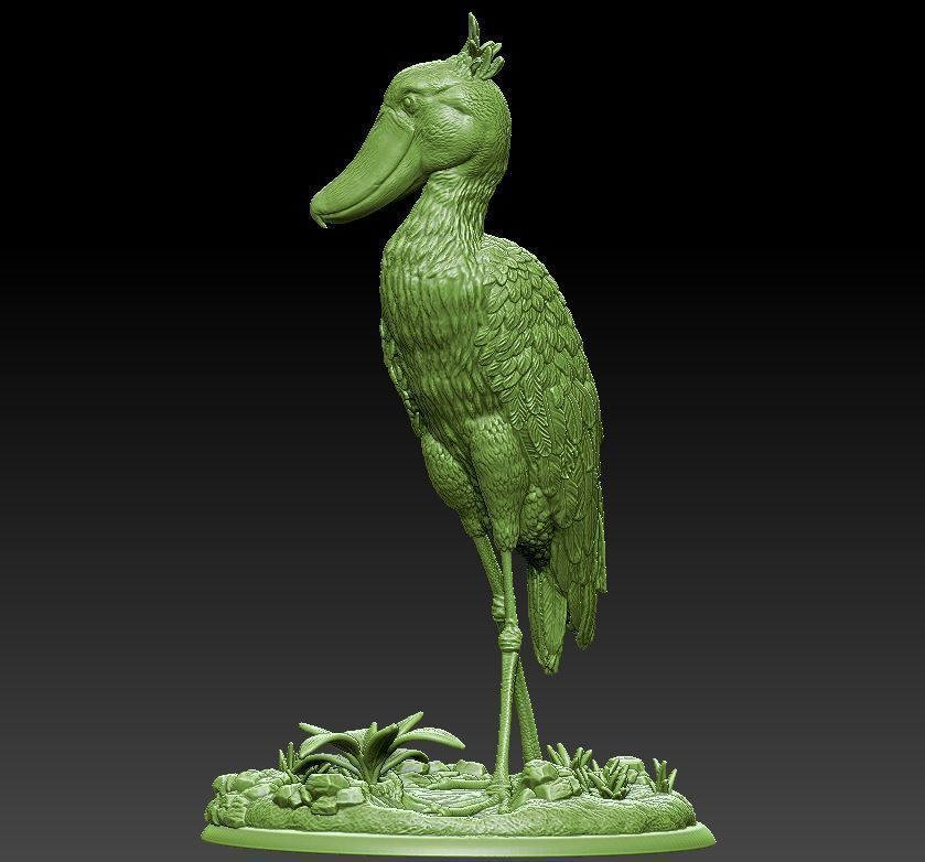 Shoebill  Balaeniceps rex 3D print model_1