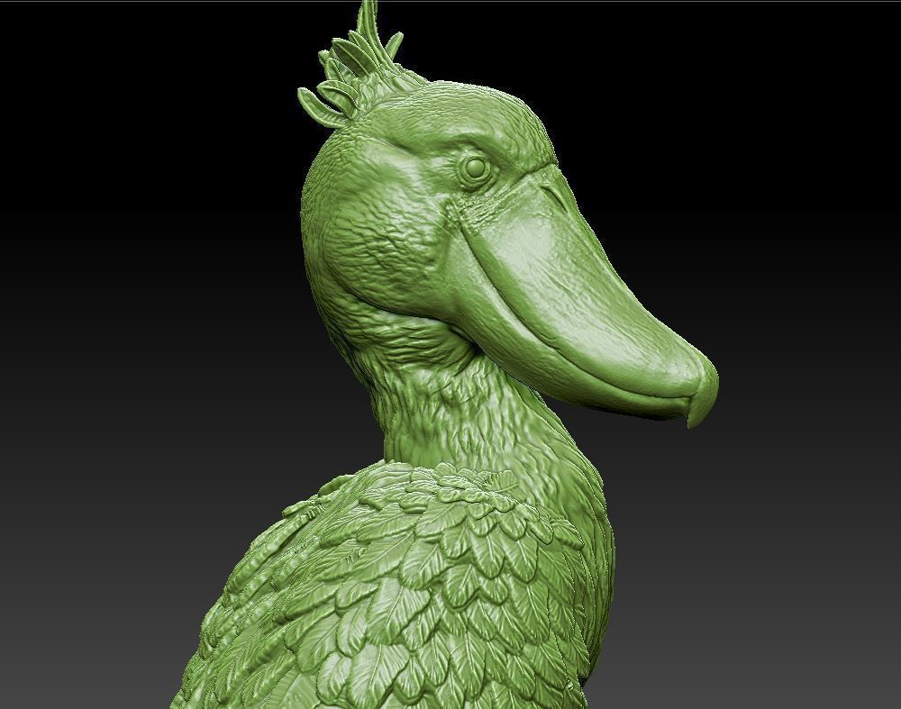 Shoebill  Balaeniceps rex 3D print model_3