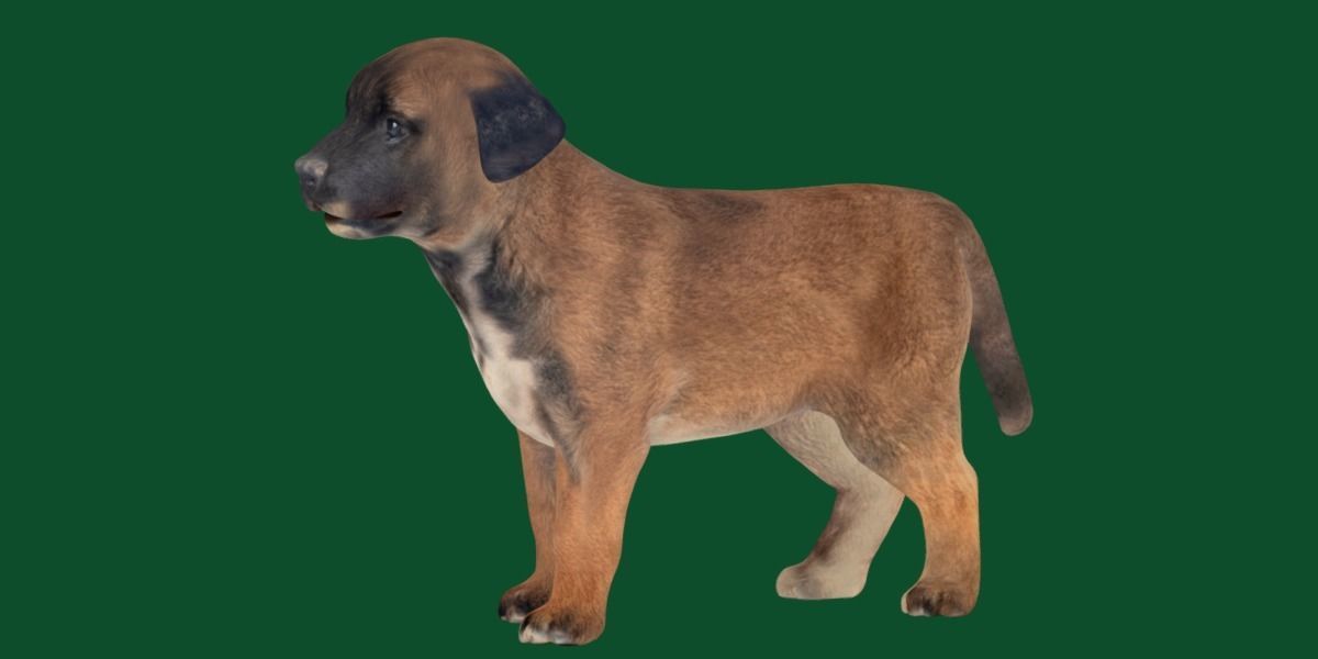 Belgian Shepherd Puppy Dog Breed 3D model_17