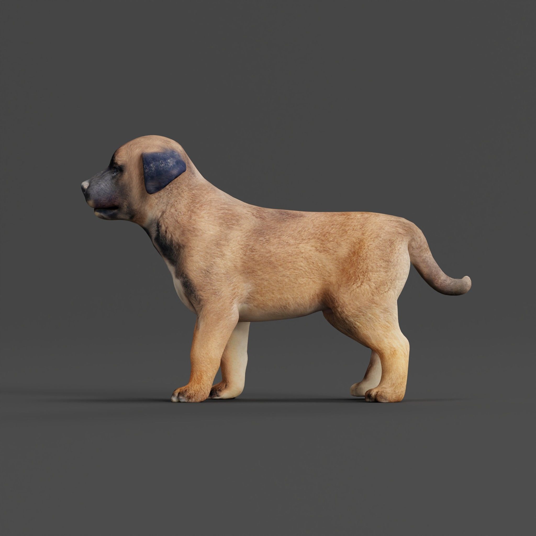 Belgian Shepherd Puppy Dog Breed 3D model_25