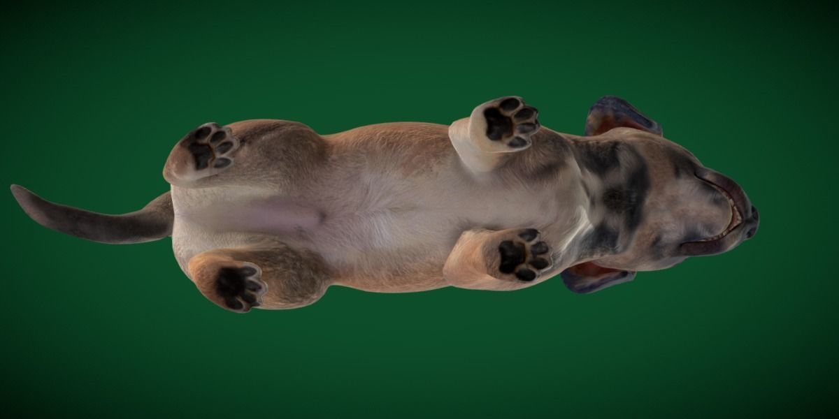 Belgian Shepherd Puppy Dog Breed 3D model_15