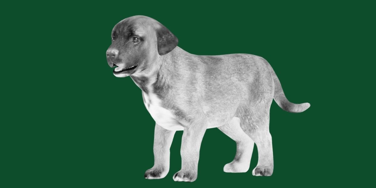 Belgian Shepherd Puppy Dog Breed 3D model_20