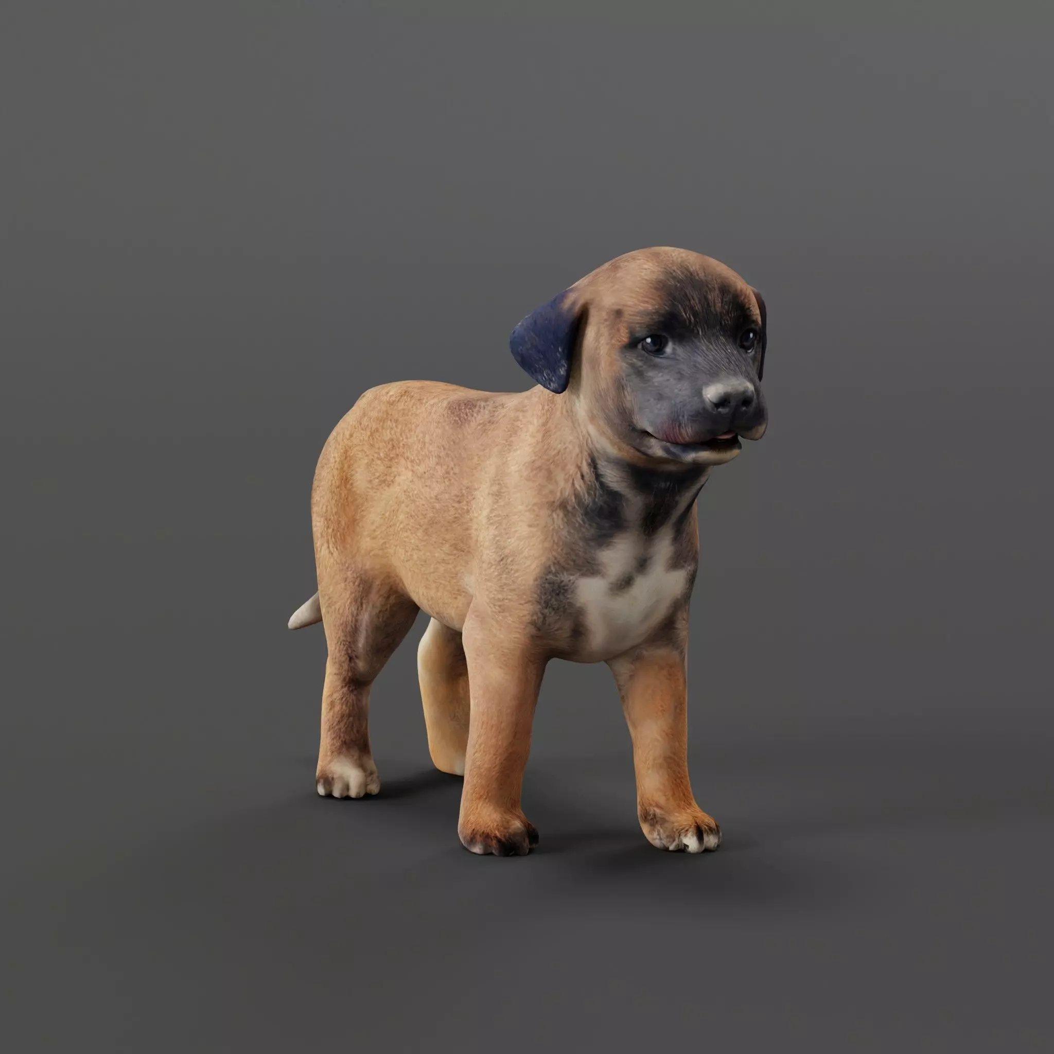 Belgian Shepherd Puppy Dog Breed 3D model_0