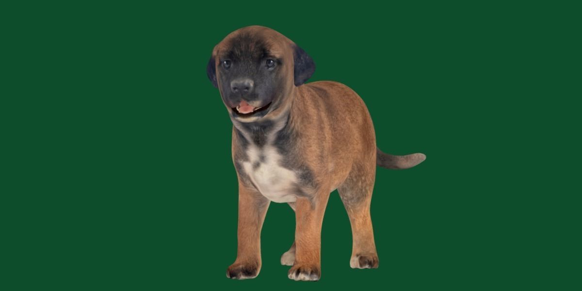 Belgian Shepherd Puppy Dog Breed 3D model_18