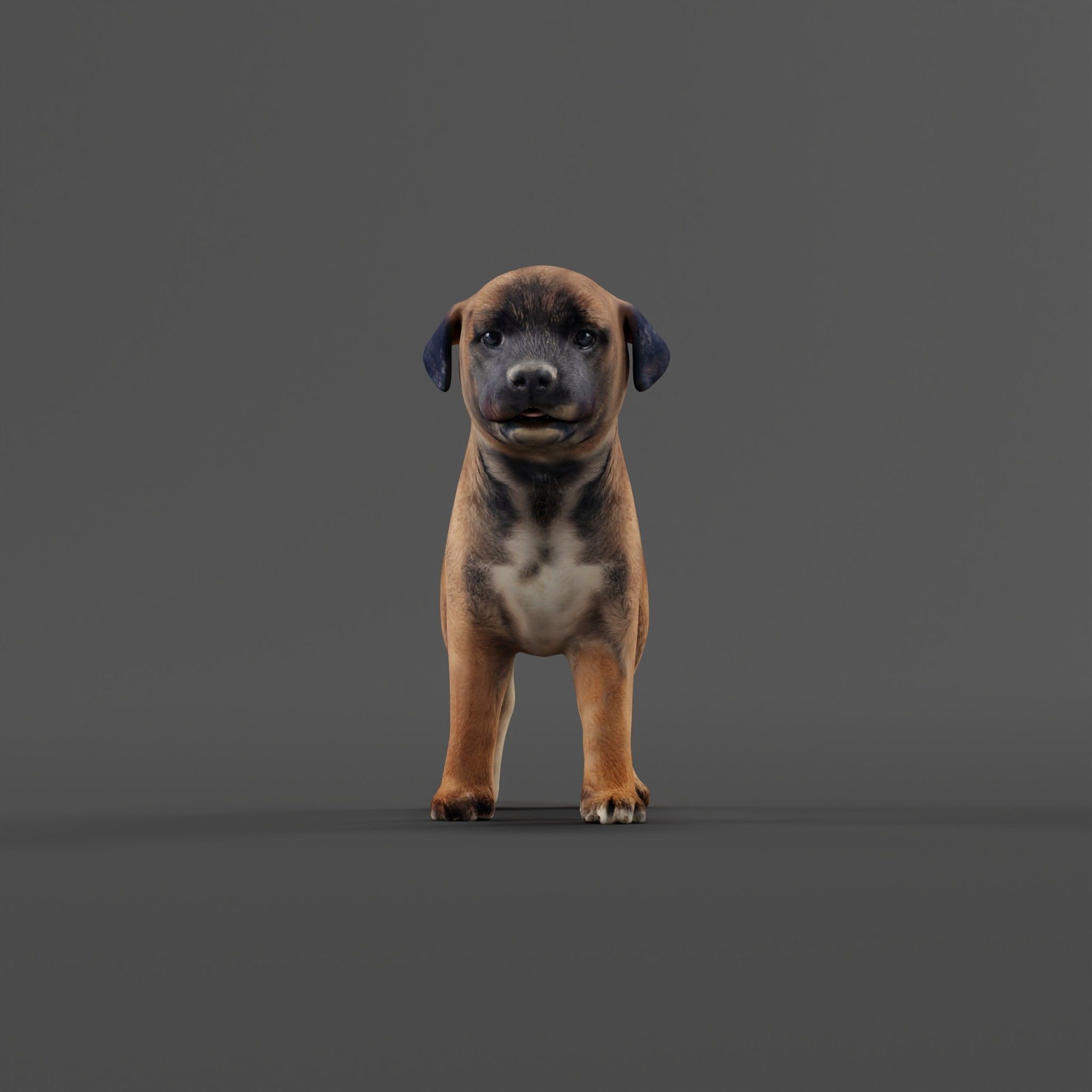 Belgian Shepherd Puppy Dog Breed 3D model_26