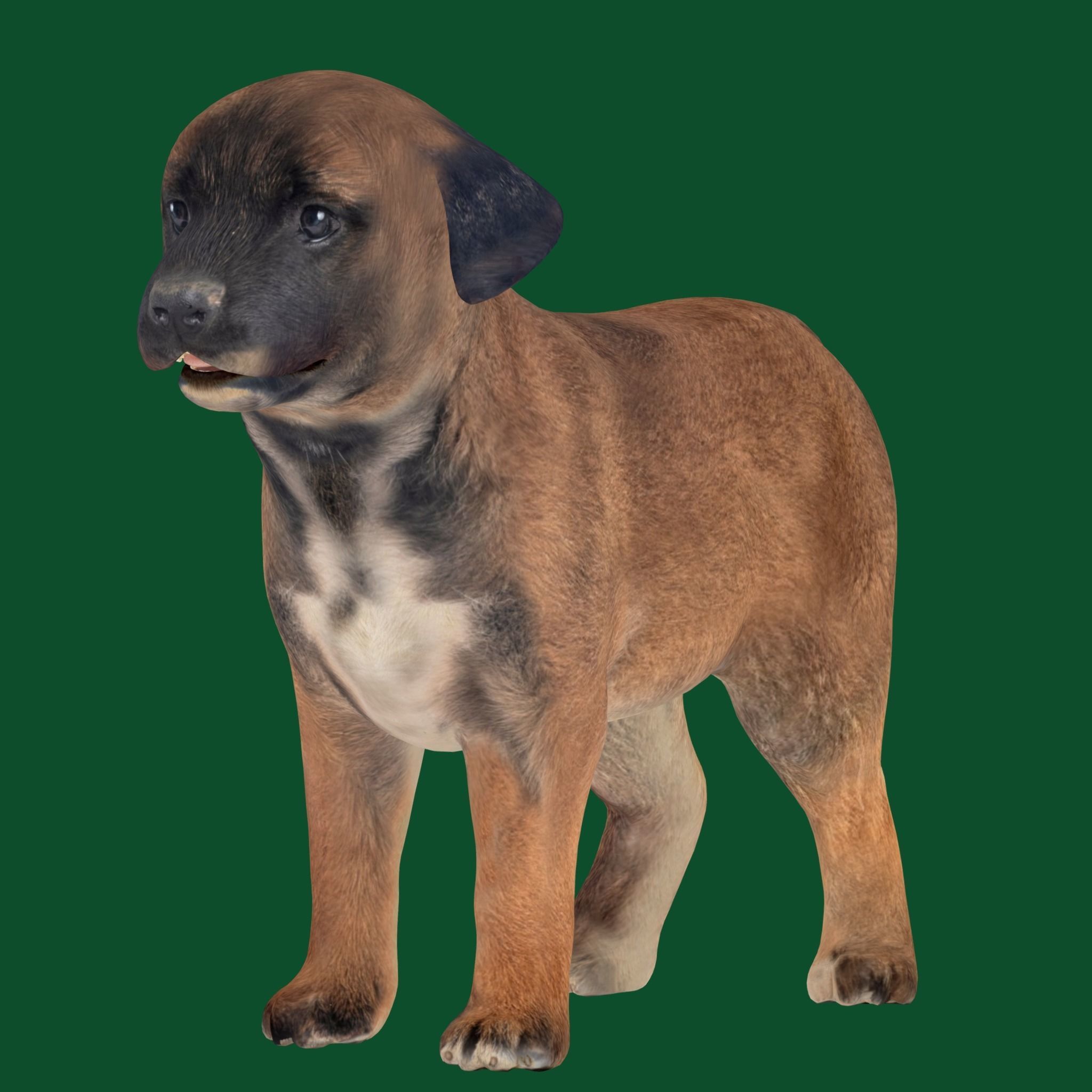 Belgian Shepherd Puppy Dog Breed 3D model_2