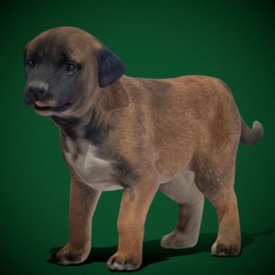 Belgian Shepherd Puppy Dog Breed 3D model_16