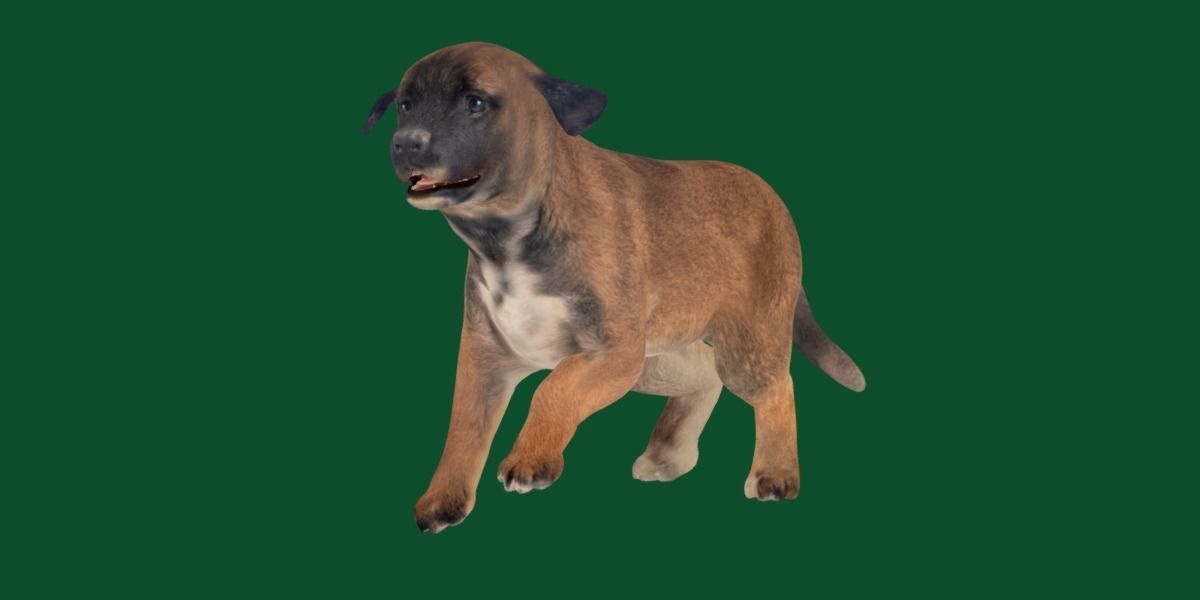 Belgian Shepherd Puppy Dog Breed 3D model_21