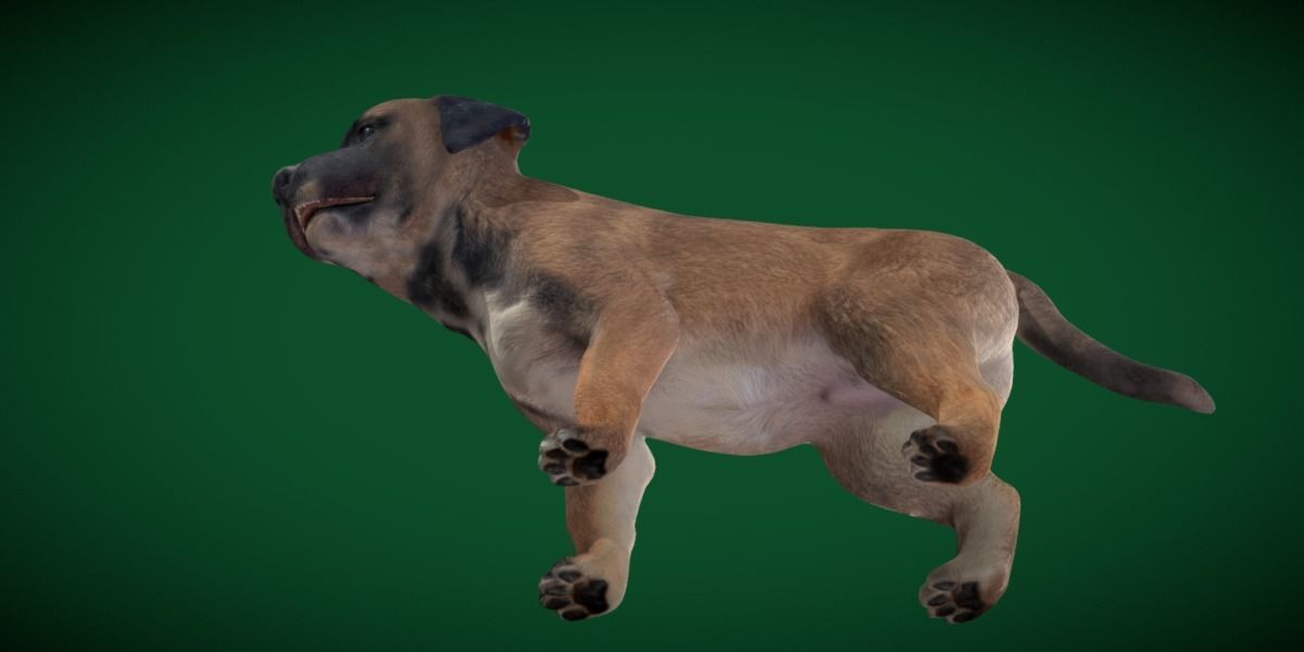 Belgian Shepherd Puppy Dog Breed 3D model_13