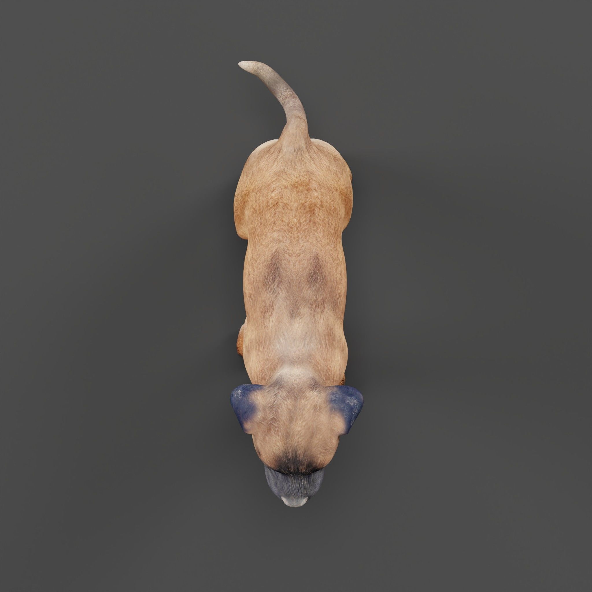 Belgian Shepherd Puppy Dog Breed 3D model_27