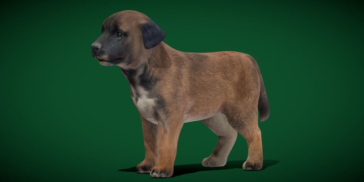 Belgian Shepherd Puppy Dog Breed 3D model_24