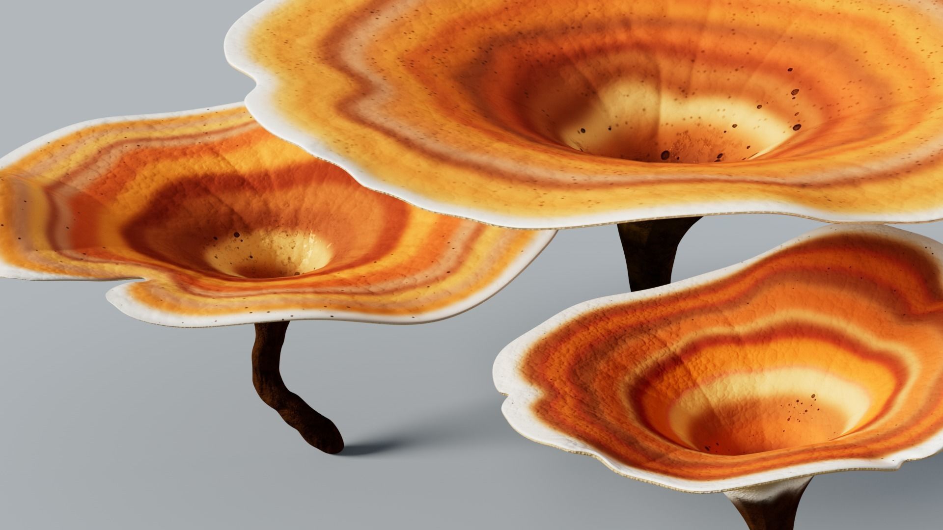 Reishi Lingzhi mushroom 3D model_5