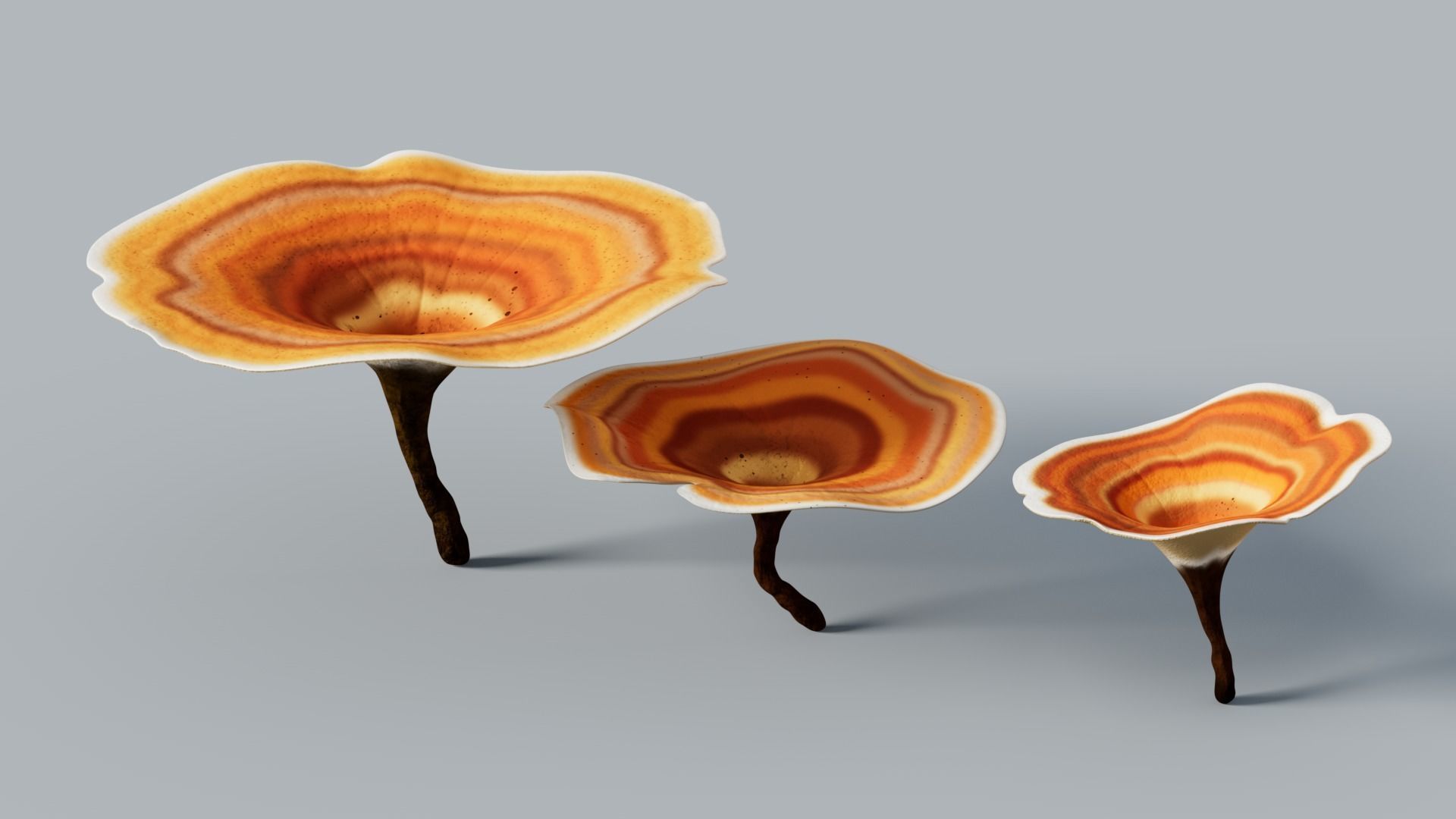 Reishi Lingzhi mushroom 3D model_6