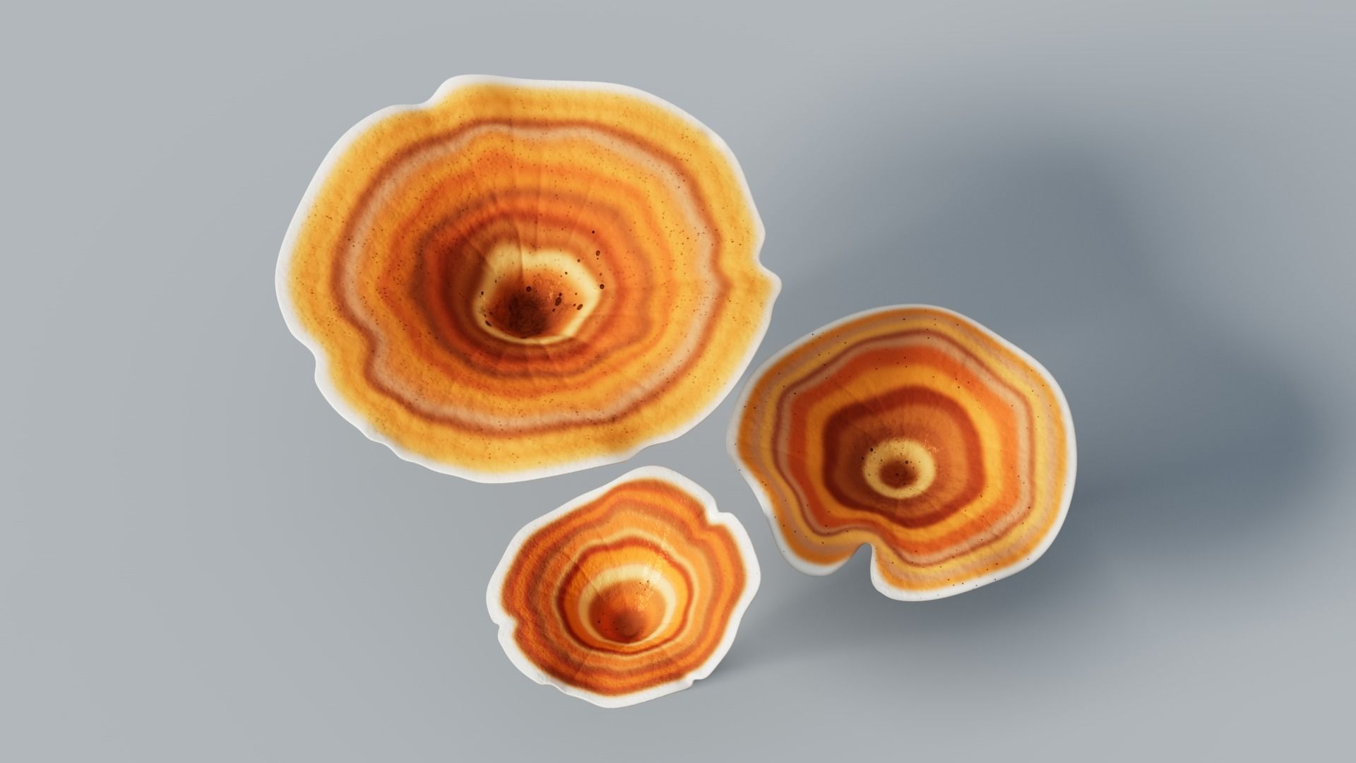 Reishi Lingzhi mushroom 3D model_4