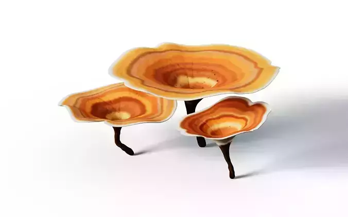 Reishi Lingzhi mushroom