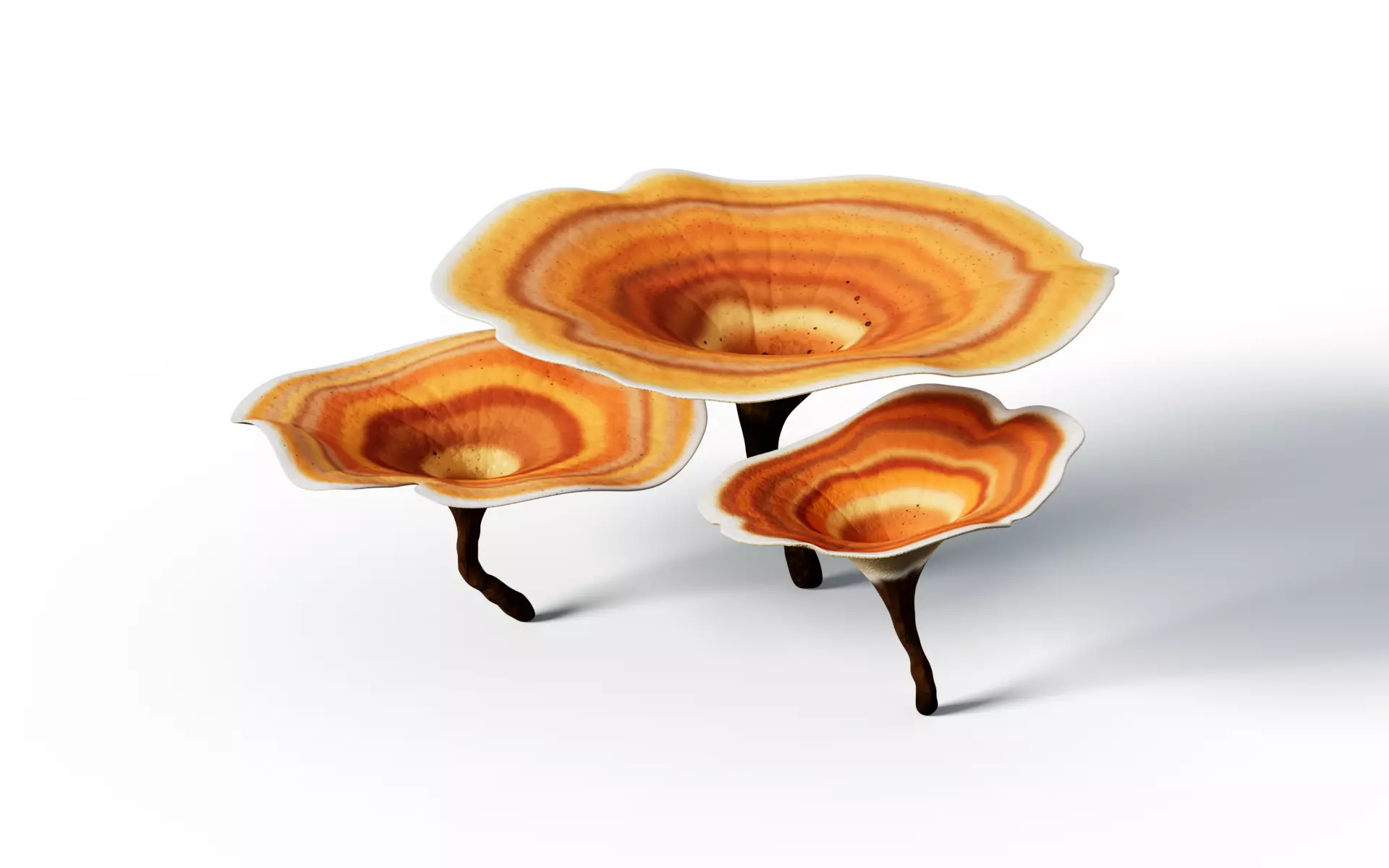 Reishi Lingzhi mushroom 3D model_0