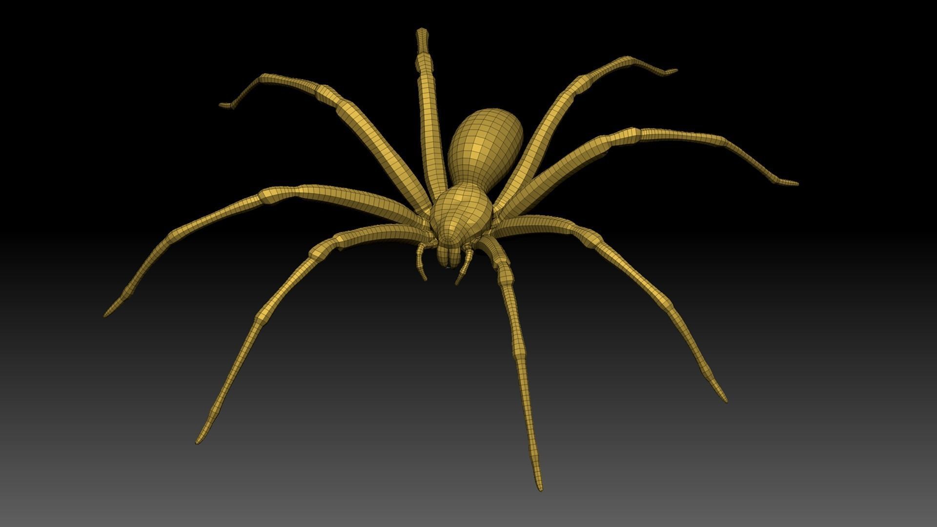 Brown Recluse Spider Low-poly 3D model_14