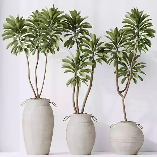 HQ HousePlants Euphorbia Drupifera Sunshine Agaveville Set03