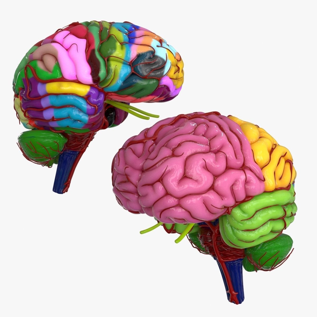 3D model Brain Schematic VR / AR / low-poly | CGTrader