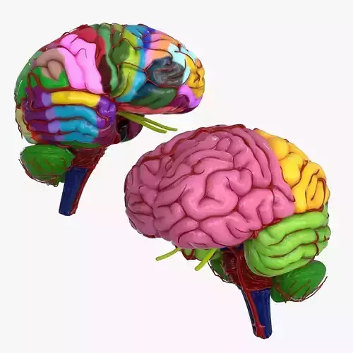 Brain Schematic Low-poly 3D model