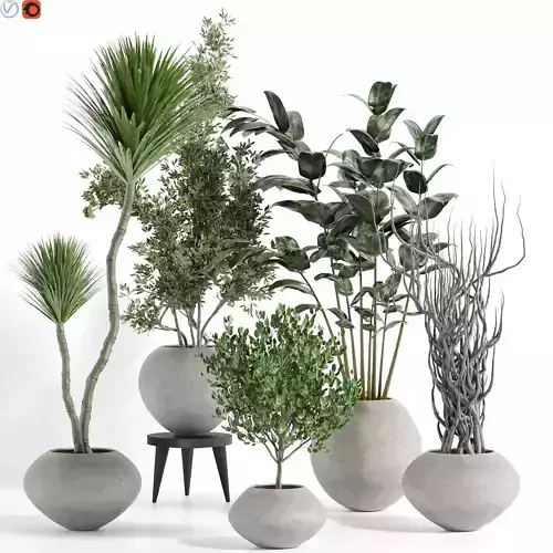 indoor plants 53