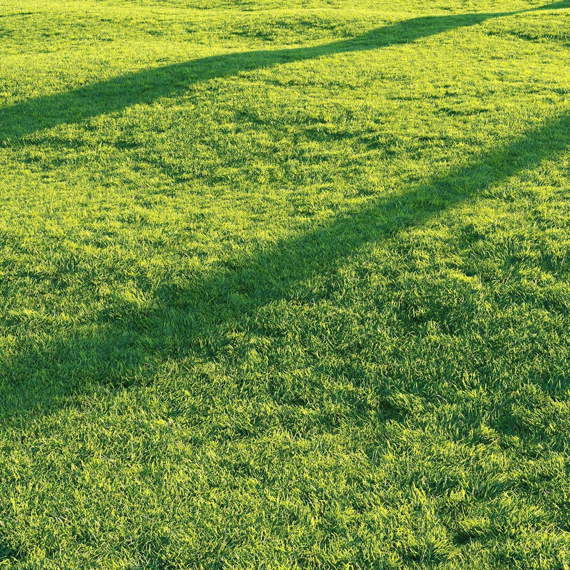 Grass 3D model_5