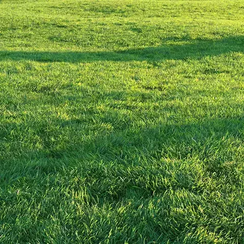Grass 3D model