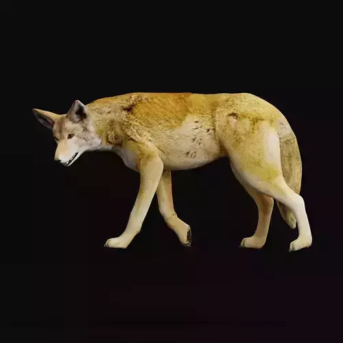 Red Wolf Canine Animal