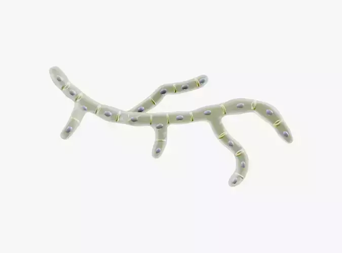 Fungal Cell Structure