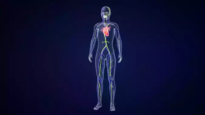 human body medical science parts skeleton nervous arteries  3D model