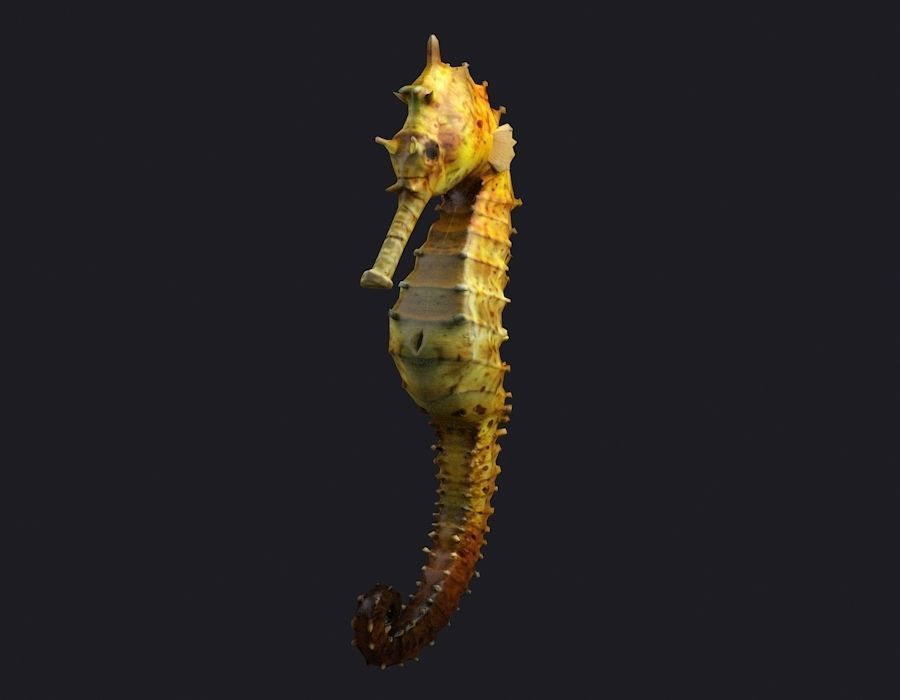 Seahorse stickleback  Water Horse Sea Dragon  Marine  3D model_1
