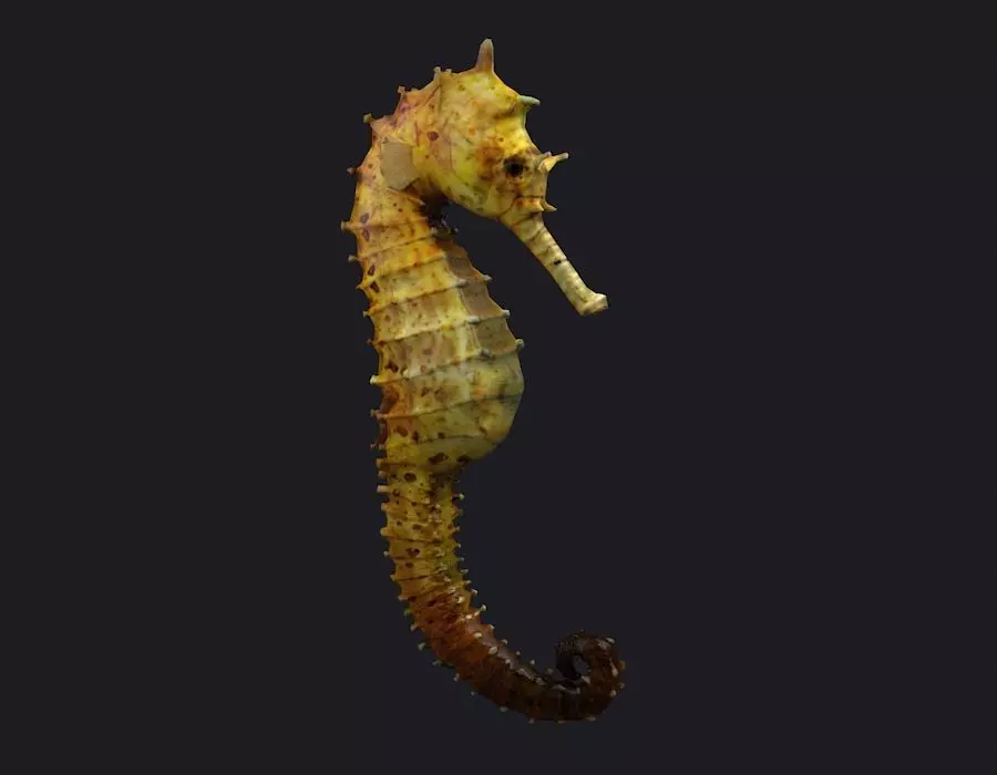 Seahorse stickleback  Water Horse Sea Dragon  Marine  3D model_0