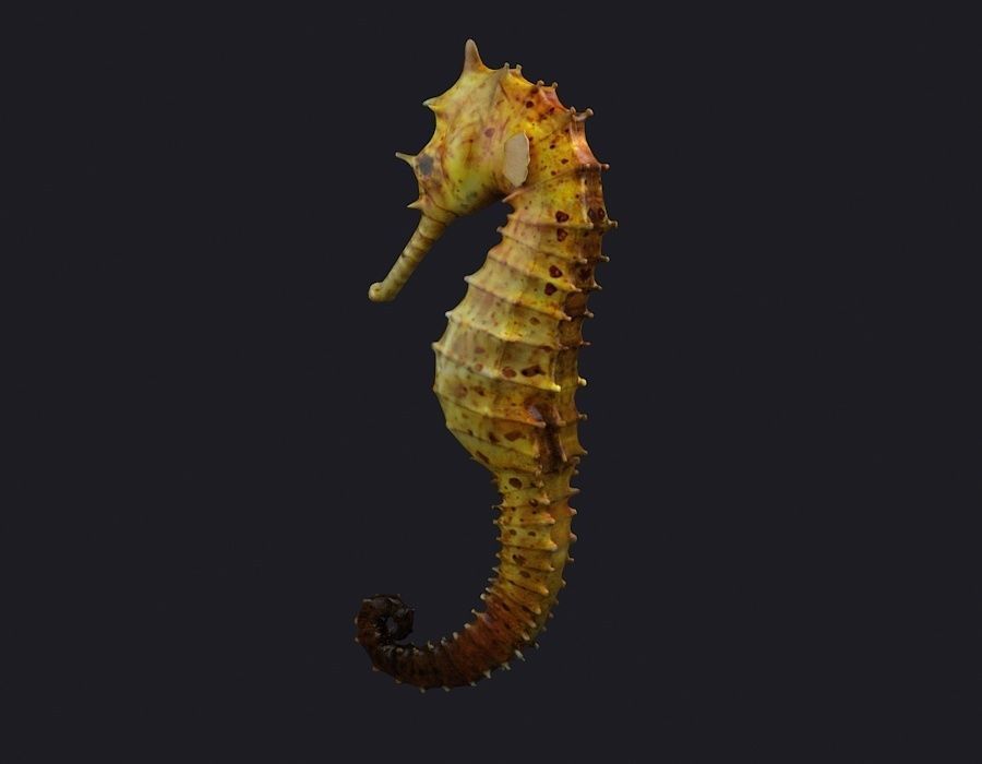 Seahorse stickleback  Water Horse Sea Dragon  Marine  3D model_4