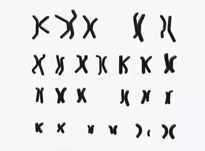 Human Karyotype - Male and Female
