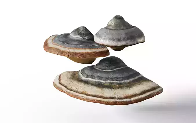 Hoof Fungus 3D model