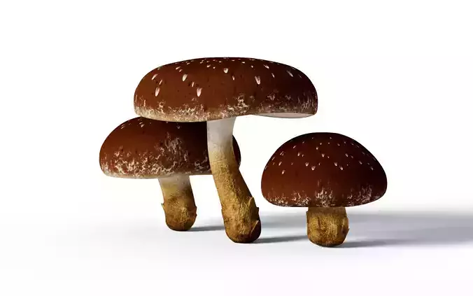 Shiitake mushroom