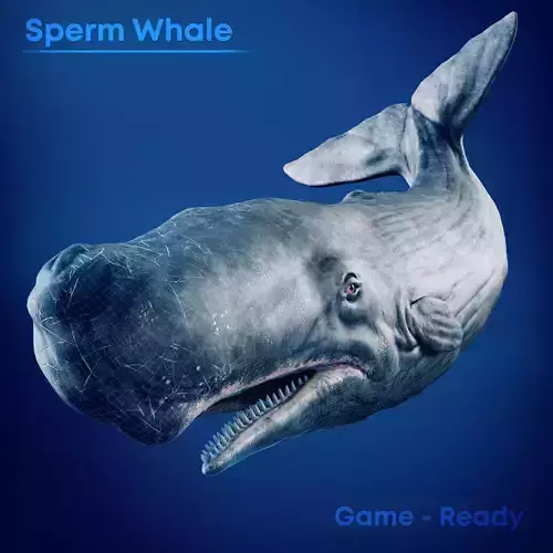 Sperm Whale Game-Ready   Low-poly 3D model