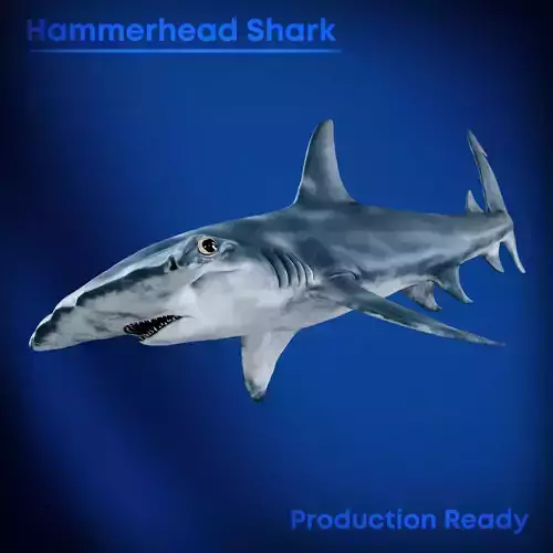 Hammerhead Shark Game Ready  