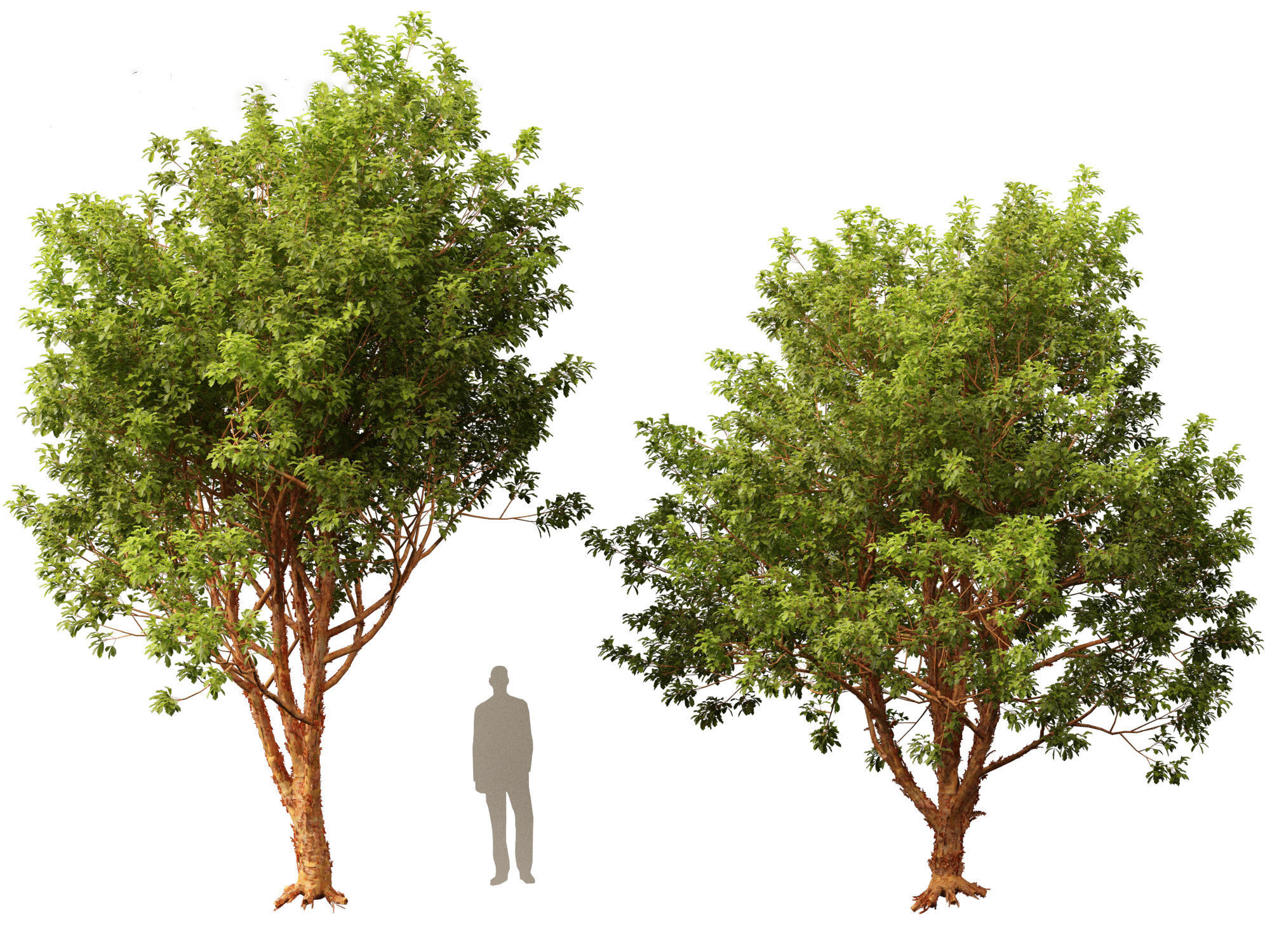 Acer griseum - Paperbark maple 01 3D model_11